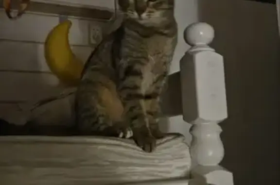 Пропала кошка, Коммунистическая, Королёв - photo