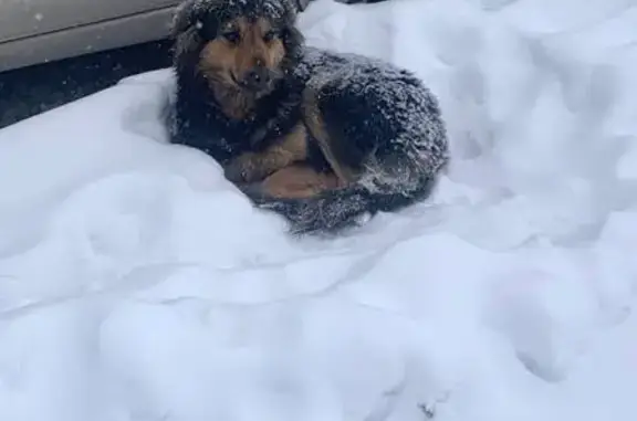 Найдена собака, Яблоновский, фото: Собака найдена на ул. Пархоменко, 43