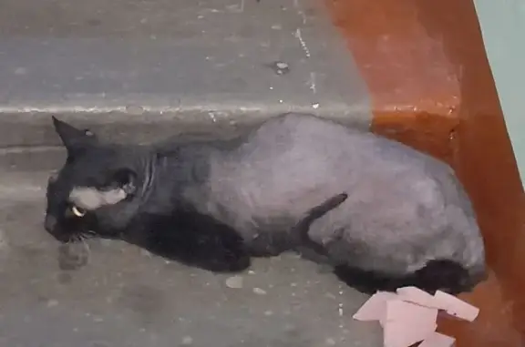 Найдена кошка, Чита, фото: Найдена кошка: ул. Гаюсана, 32, Чита