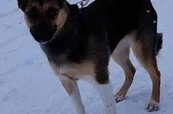 Пропала собака, ул. Дзержинского, 34 - photo