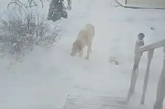 Найдена собака, Жабино, фото: Светлый пес найден в Старых Низковицах