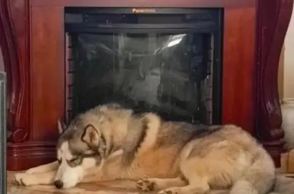 Пропал хаски, Заовражная ул., Усады - photo