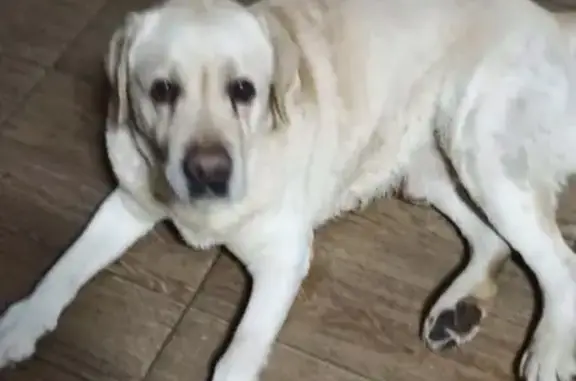 Найдена собака, Краснодар, фото: Найден лабрадор, ул. Красных Партизан 1/4