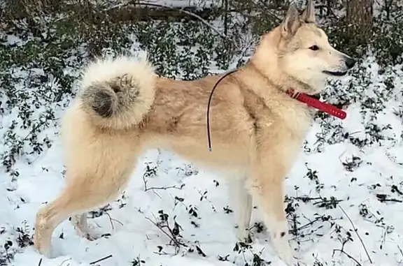 Пропала лайка, ул. Ковалёва, Липецк - photo