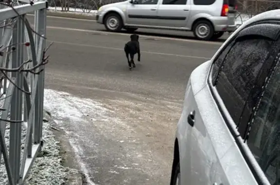 Найдена собака, Ставрополь, фото: Найдена собака на ул. Мира, Ставрополь