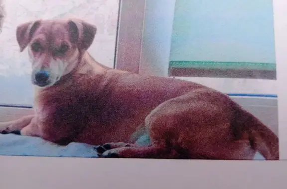 Пропала собака, ул. Э. Алексеевой, 84/2 - photo