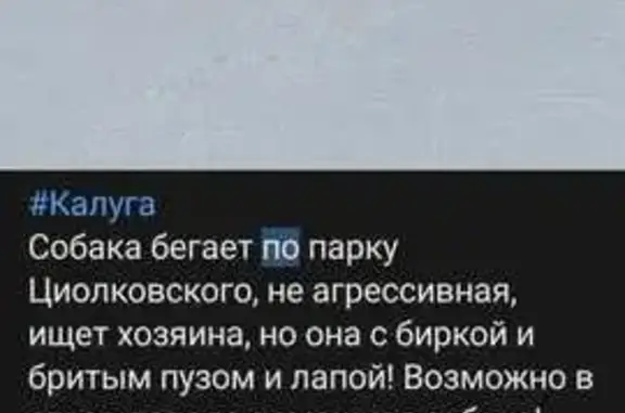 Пропала собака на Поселковой улице, Калуга - photo