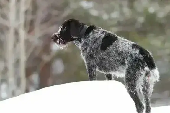 Объявления о пропавших и найденных животных, Крымск, фото: Найдена собака: Крепостная ул., 45, Крымск