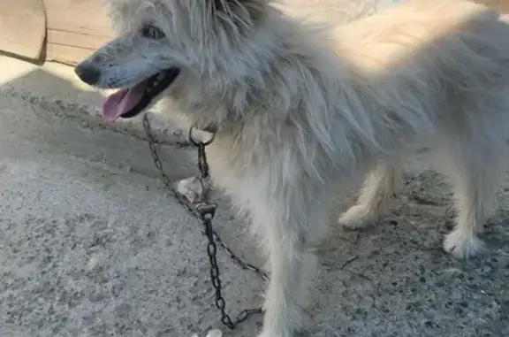 Пропала собака, Весёлый пер., Бийск - photo