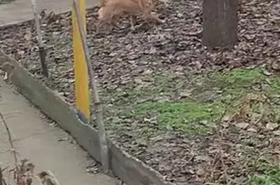 Найдена собака, Москва, фото: Найдены собаки на Саянской, 4, Москва