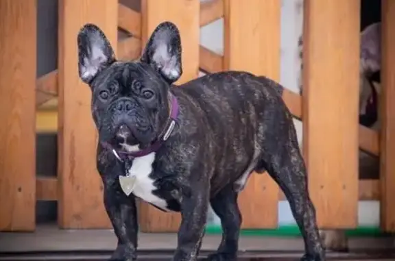 Пропала собака, Грамотеино, Кемерово - photo