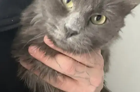 Кошка найдена: Авангардная 51, Н. Челны - photo