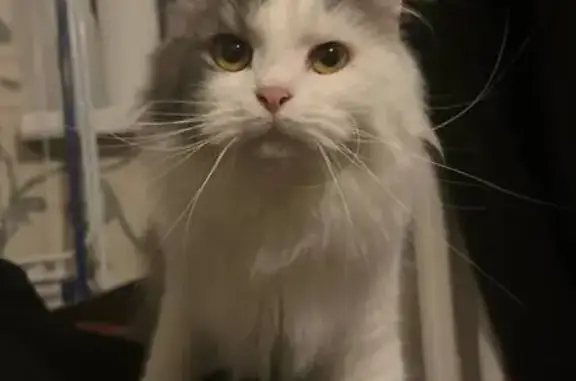 Пропала кошка, Весенняя ул. 15, Трудобеликовский - photo