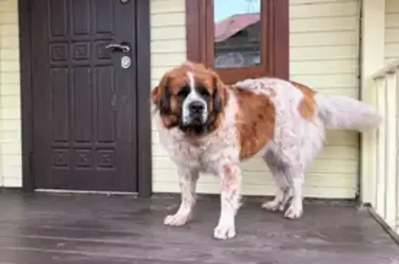 Пропала собака, Тула, 7-й проезд Мясново, 36 - photo