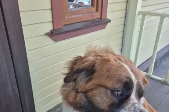 Пропала собака, ул. Кабакова 29, Тула - photo