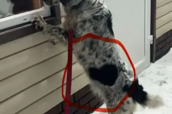 Найдена собака, Тюнево, фото: Собака найдена в Тюнёво, Тюменская обл.