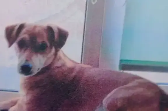 Собаки потеряшки, Барнаул, фото: Потеряшка собака, Эмилии Алексеевой 74, Барнаул