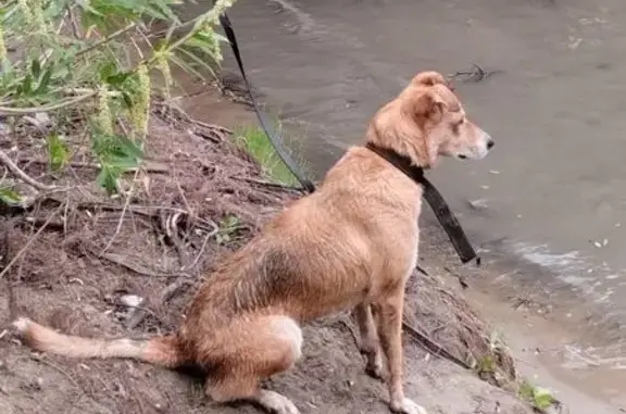 Собаки потеряшки, Астрахань, фото: Потеряшка собака на Калинина, 35, Астрахань