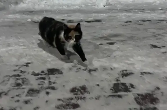 Найдена кошка, Санкт-Петербург, фото: Кошка найдена: ул. Красного Курсанта, 15/2