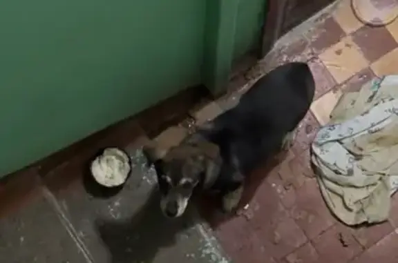 Объявления о пропавших и найденных животных, Нижний Новгород, фото: Собака найдена: Моск. шоссе, 185, Н. Новгород