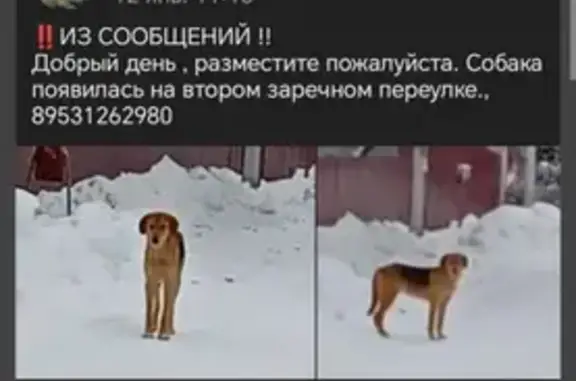 Объявления о пропавших и найденных животных, Тамбов, фото: Собака найдена: 2-й Заречный пер., 5