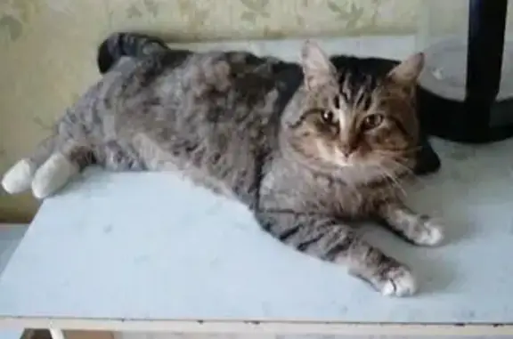 Пропала кошка, Западная ул., Лукоянов - photo