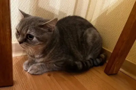 Найдена кошка, Астрахань, фото: Кошка найдена: Ахшарумова, 3, Астрахань