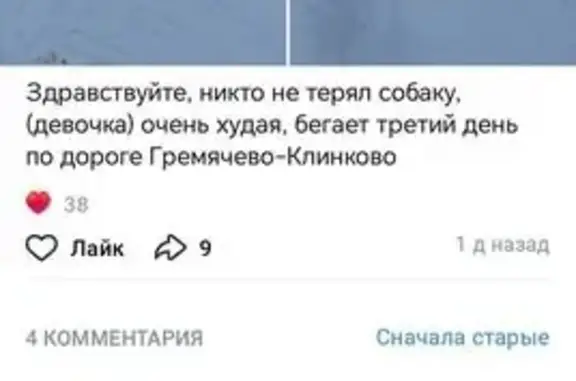 Пропала собака, Будогощь, Ленобласть - photo