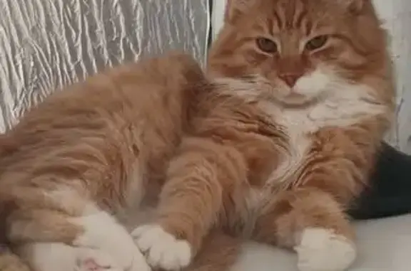 Пропала кошка, Ростовская ул. 26 к2 - photo