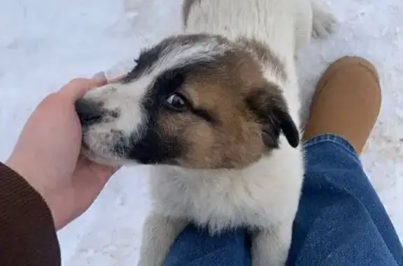 Найдена собака, район Троицк, фото: Щенки найдены, Центральная ул., Троицк