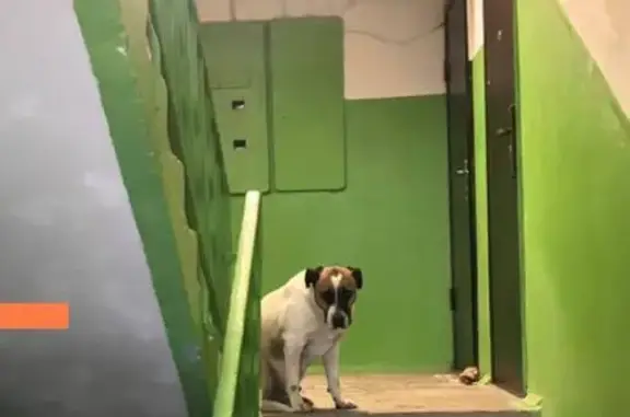 Объявления о пропавших и найденных животных, Волгоград, фото: Собака найдена на ул. Тулака, Волгоград