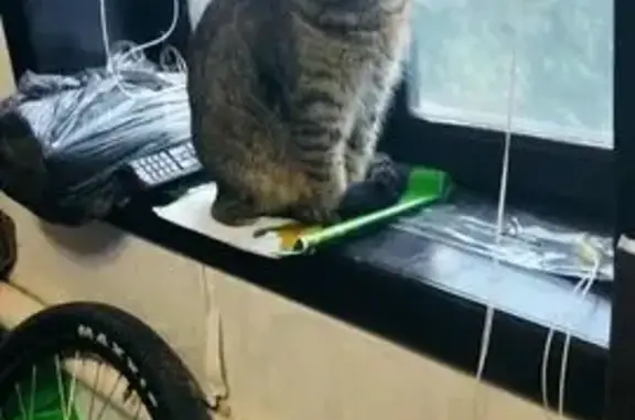 Пропал кот Василий, ул. Мичурина, 50 - photo