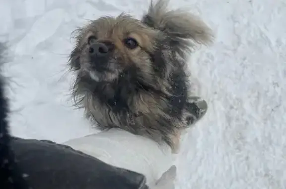 Найдена собака, Казань, фото: Найдена собака на ул. Андрея Адо, Казань