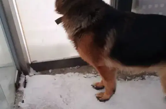 Собака найдена на ост. Студгородок, Киренского - photo