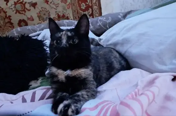 Пропала кошка, ул. Пушкина 63, Каменск - photo