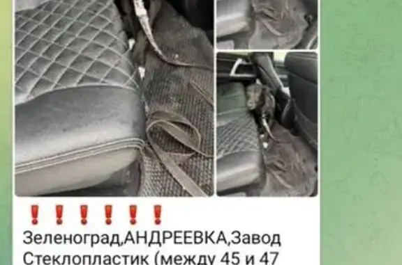 Пропала собака, Староандреевская ул. - photo