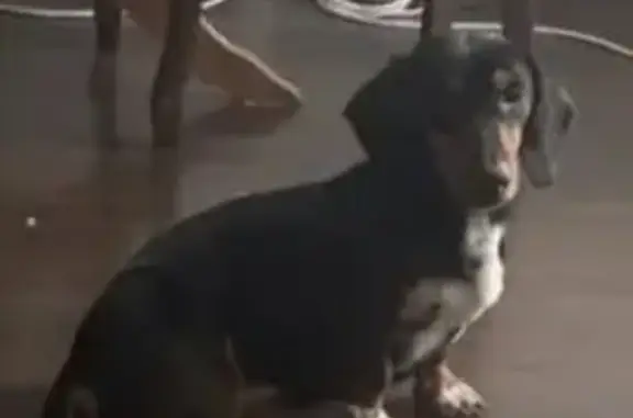 Найдена собака, Самарское, фото: Такса найдена: Самарское, Ростовская обл.