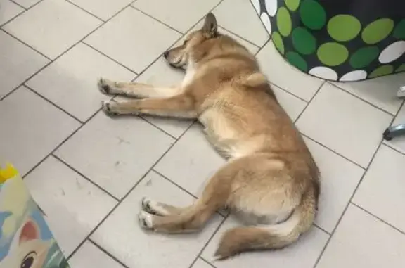 Найдена собака, Пермь, фото: Найдена собака, 2-й Гайвинский пер., Пермь