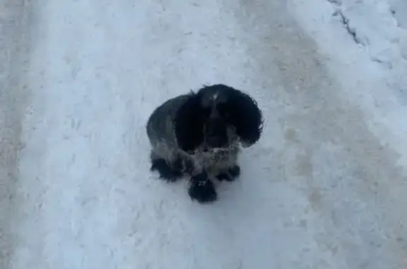 Найдена собака, Тамбов, фото: Собака найдена: Мичуринская 181 к2