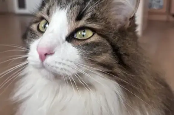 Объявления о пропавших и найденных животных, Нижний Новгород, фото: Пропала кошка, Уютная ул., 41, Н. Новгород