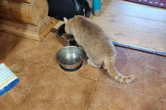 Пропала кошка в Ловцах, МО - photo