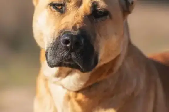 Пропала собака, Пихтовая ул. 8А, Новосёлы - photo