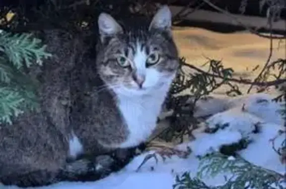 Найдена кошка, Москва, фото: Кошка найдена: Береговой проезд, 1А, Москва