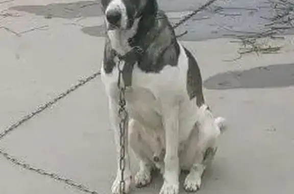 Собаки потеряшки, Ростов-на-Дону, фото: Потеряшка собака, пр. 40-летия Победы, Ростов