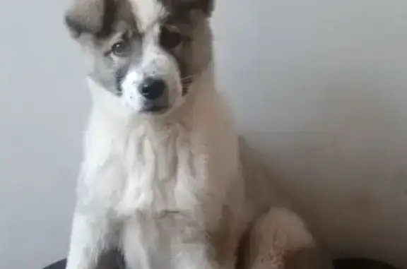 Пропал щенок, ул. Октябрьская 181, Оренбург - photo