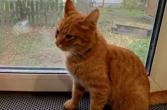 Кошки потеряшки, Ярославль, фото: Потеряшка рыжий кот, Достоевского 31, Яр.