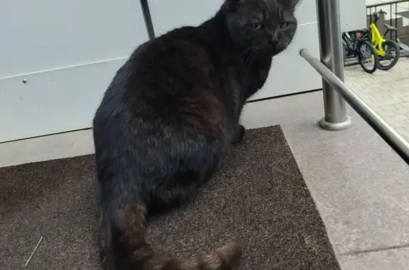 Найдена кошка, Астрахань, фото: Найден кот, ул. Набережная, Астрахань