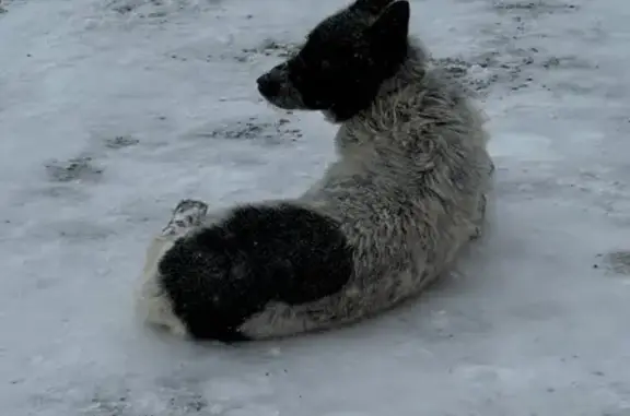 Объявления о пропавших и найденных животных, Кострома, фото: Собака найдена: Кинешемское шоссе, Кострома
