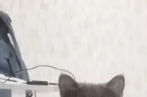 Пропала кошка Лили, ул. Турку, 12 к5 - photo