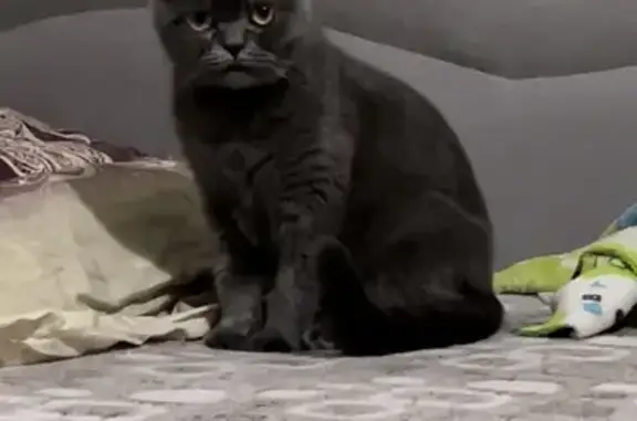 Пропала кошка Лили, ул. Турку, 12 к5 - photo